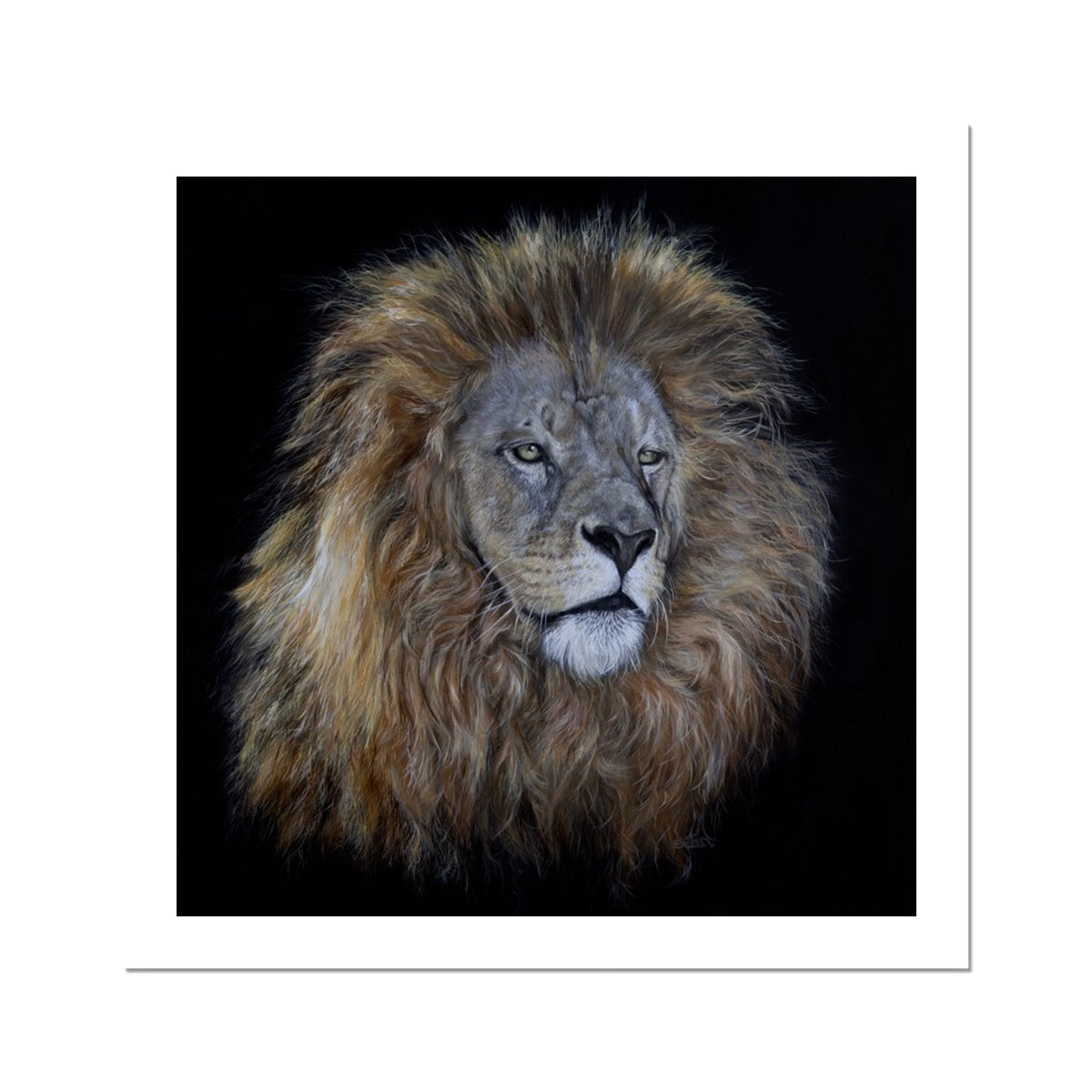 African Lion Fine Art Print