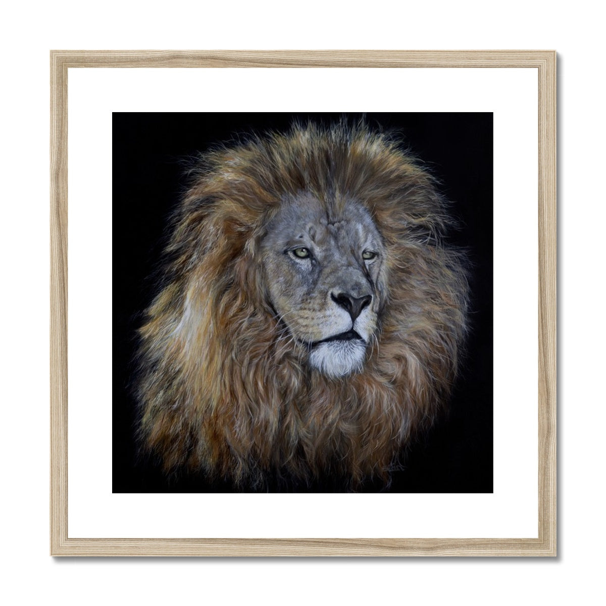 African Lion Framed & Mounted Print