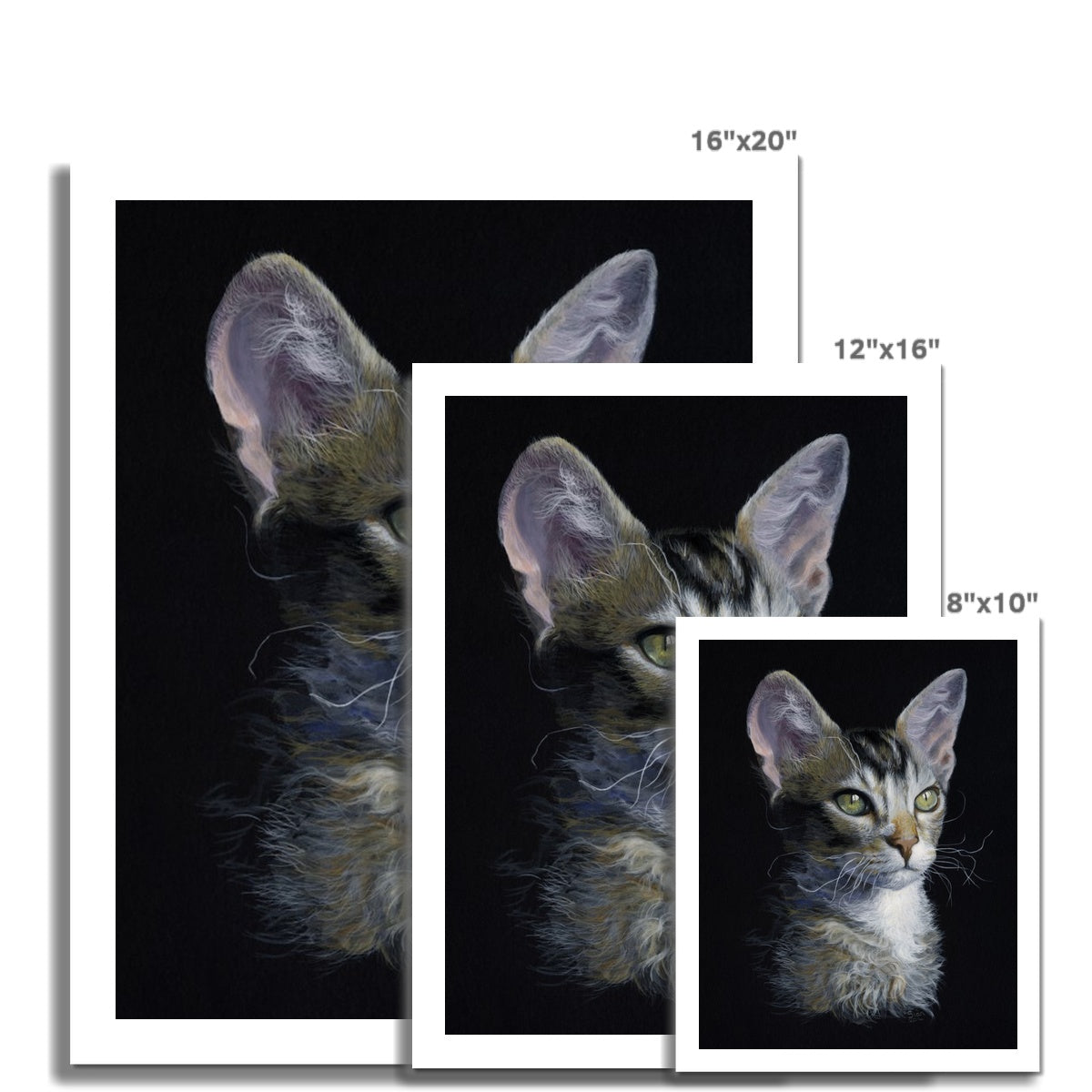 Young LaPerm Fine Art Print