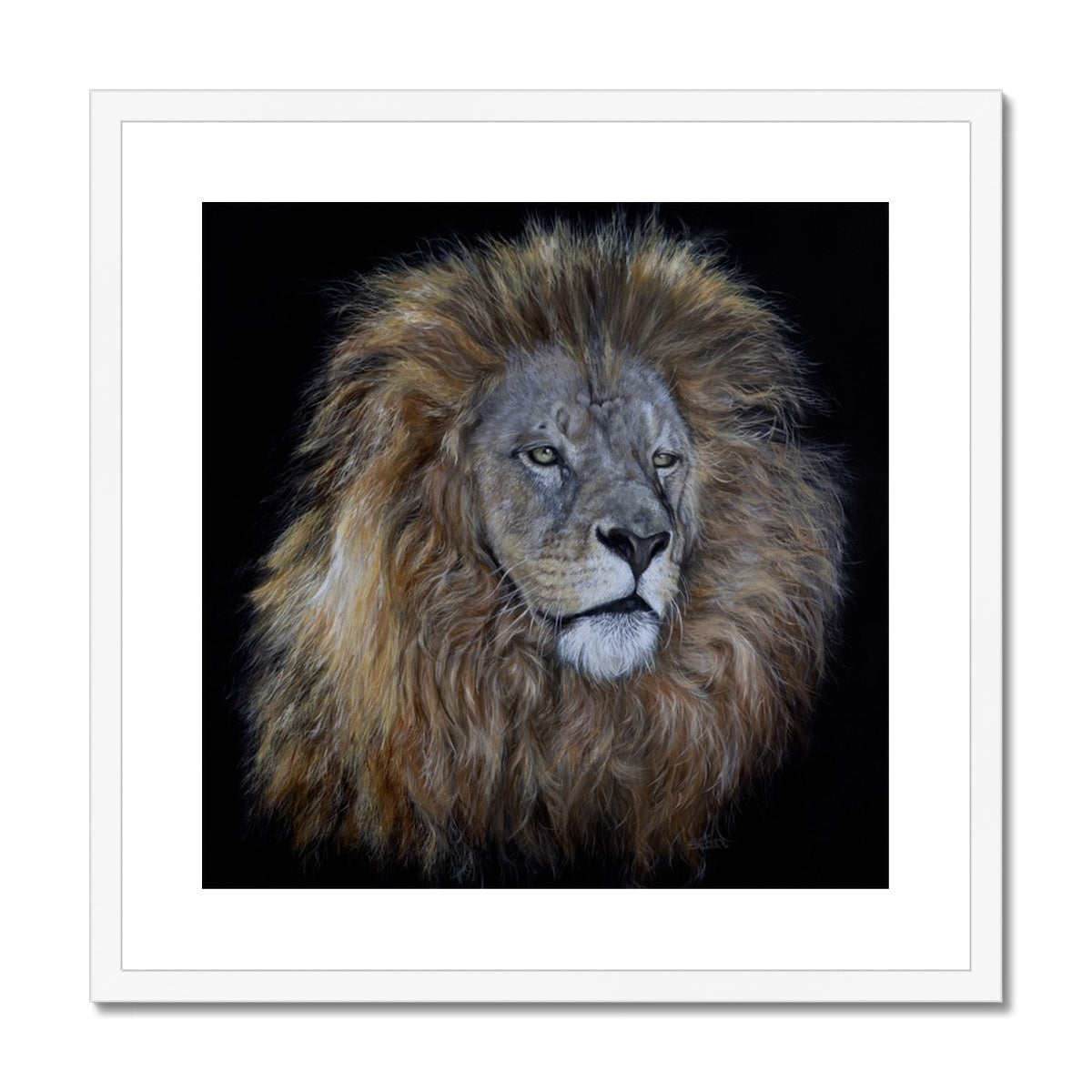African Lion Framed & Mounted Print