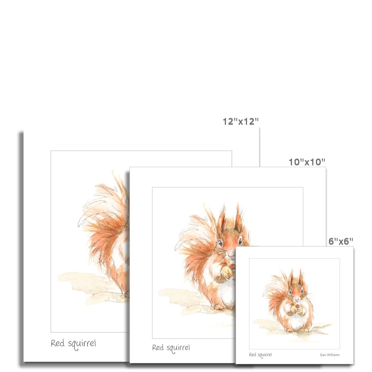 'Red squirrel' Fine Art Print