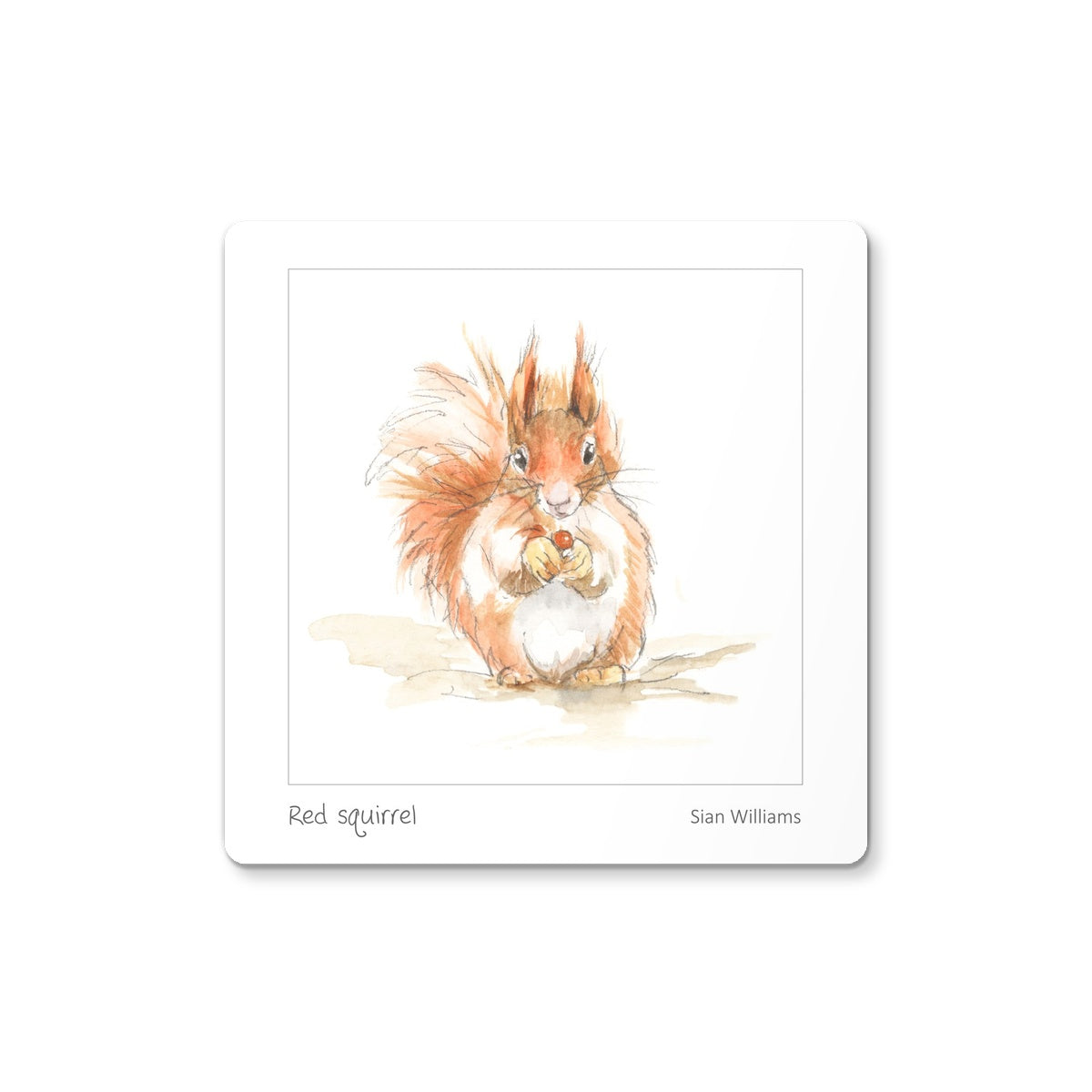 'Red squirrel' Coaster