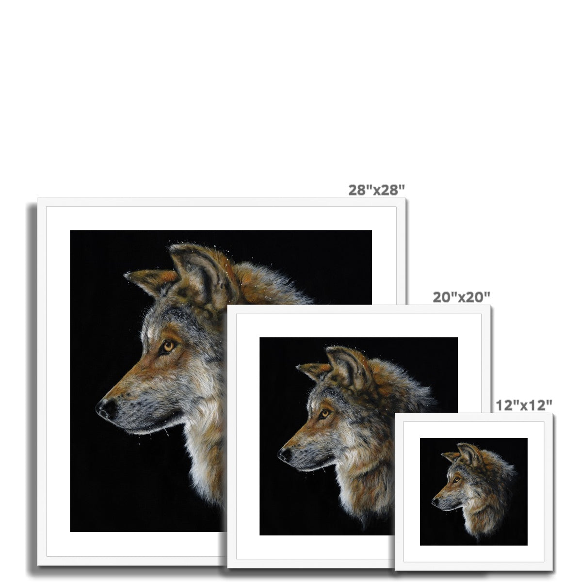 Snow Wolf Framed & Mounted Print