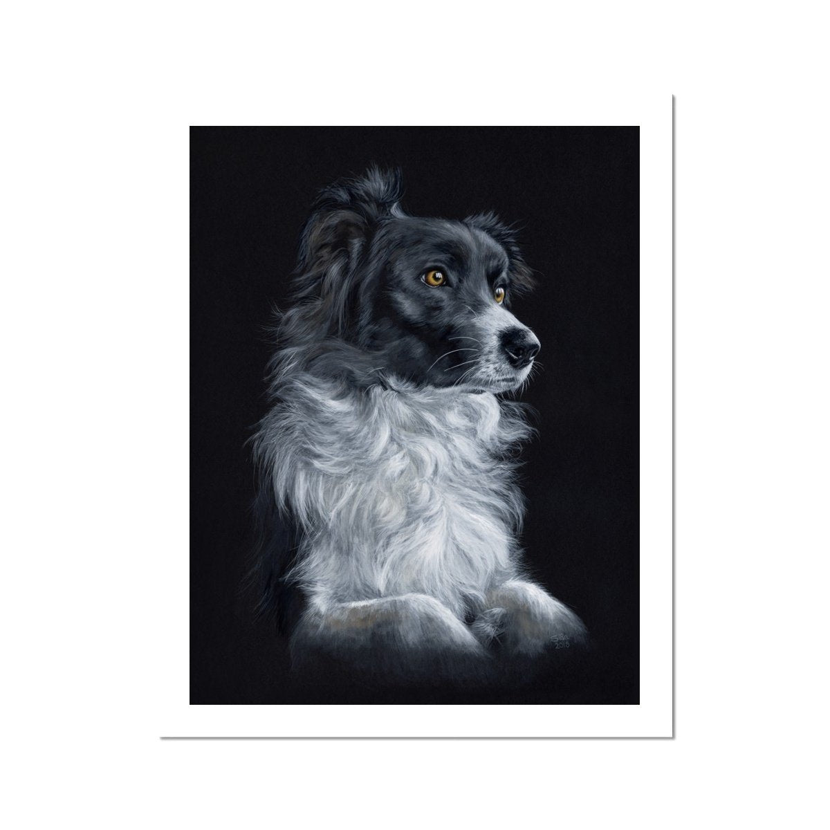 Collie Fine Art Print