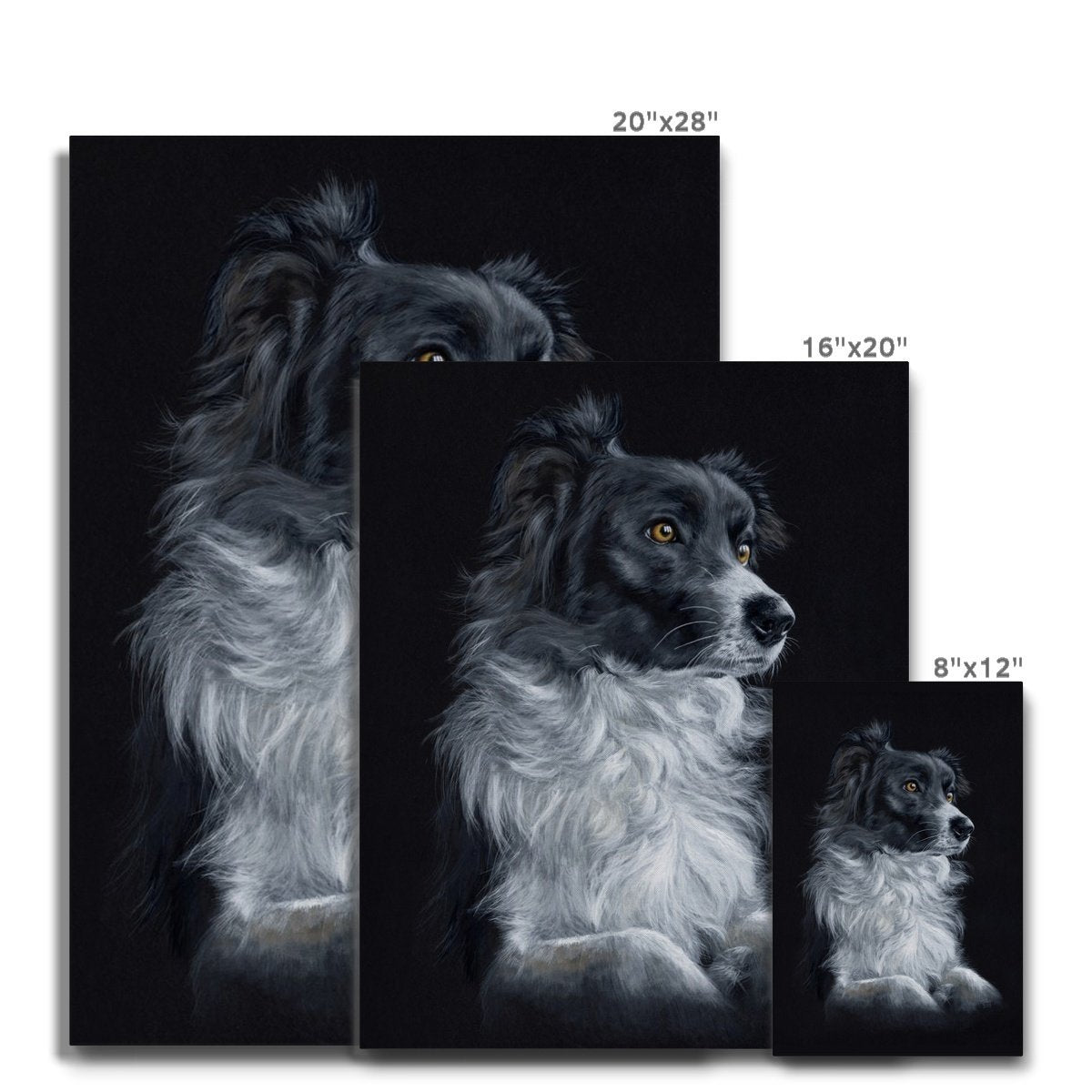 Collie Canvas