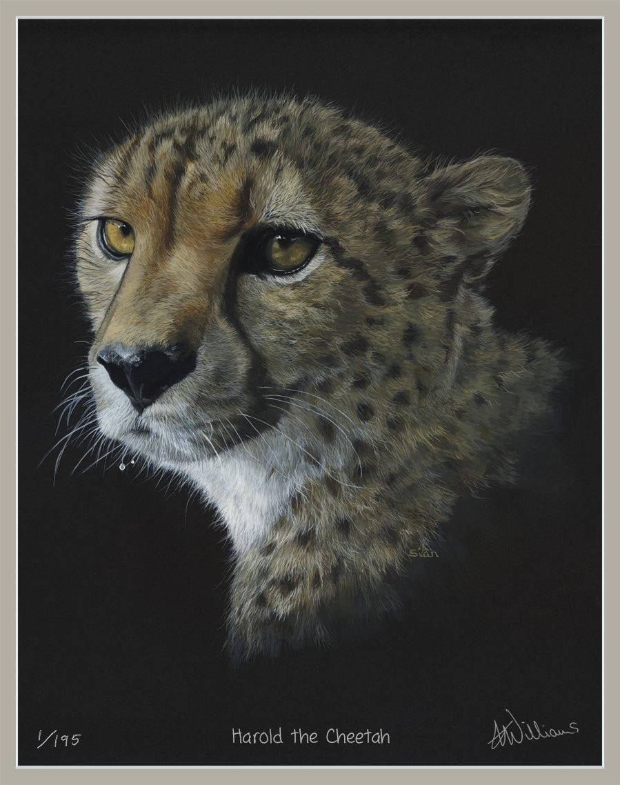 Harold the Cheetah - limited edition