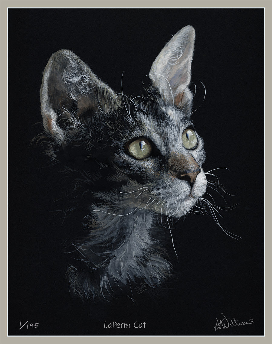 LaPerm Cat - limited edition
