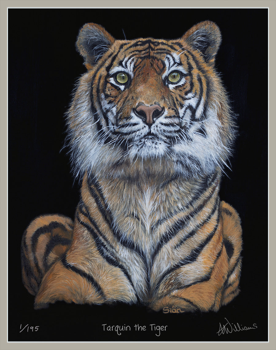 Tarquin the Tiger - limited edition