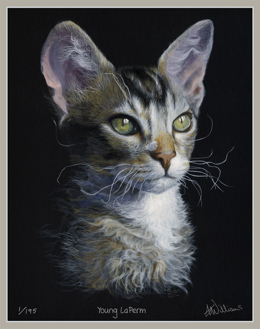 Young LaPerm - limited edition