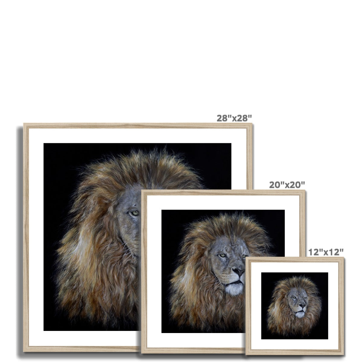 African Lion Framed & Mounted Print
