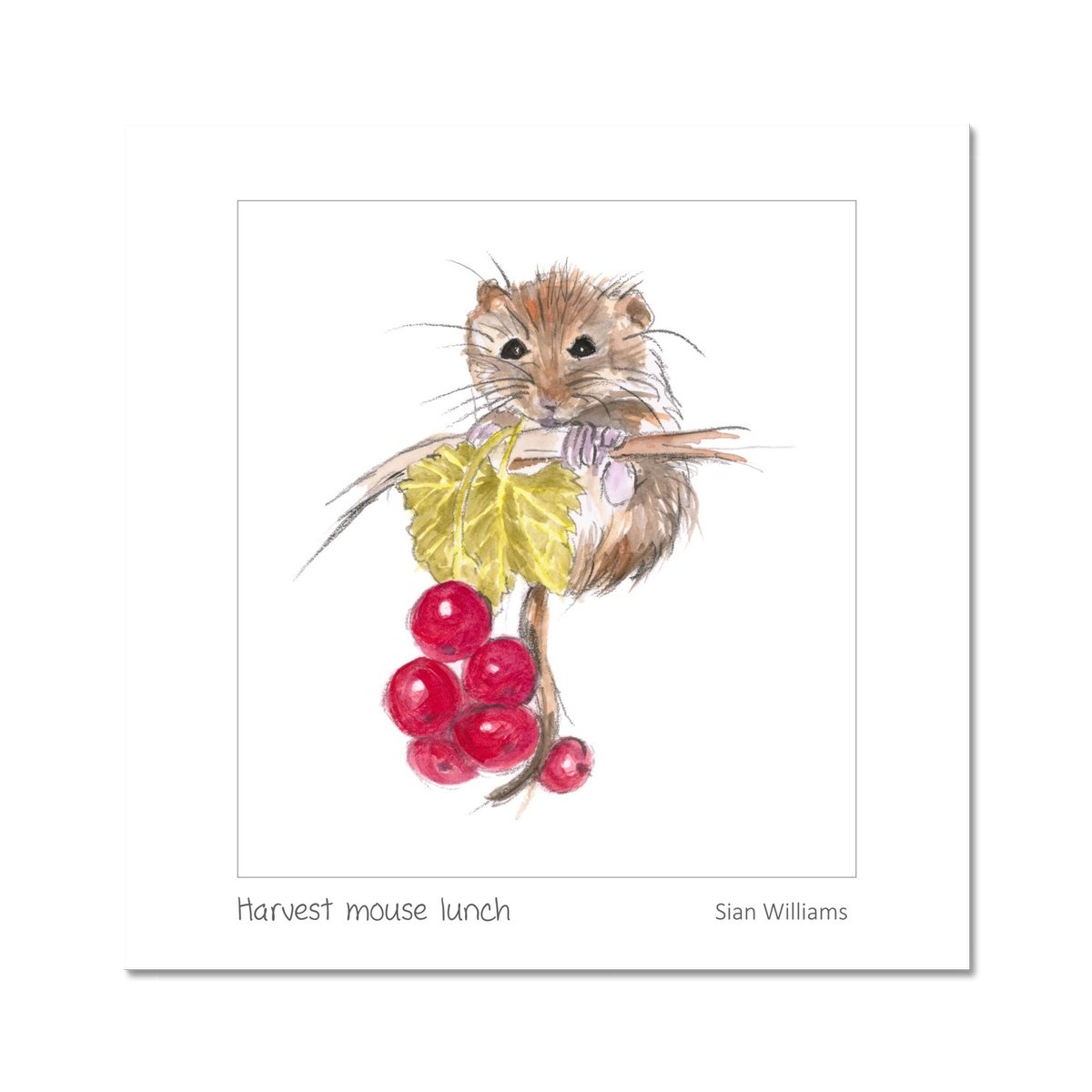 'Harvest mouse lunch' Fine Art Print