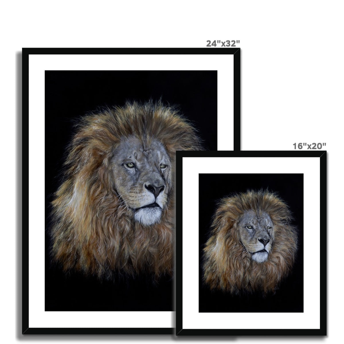 African Lion Framed & Mounted Print