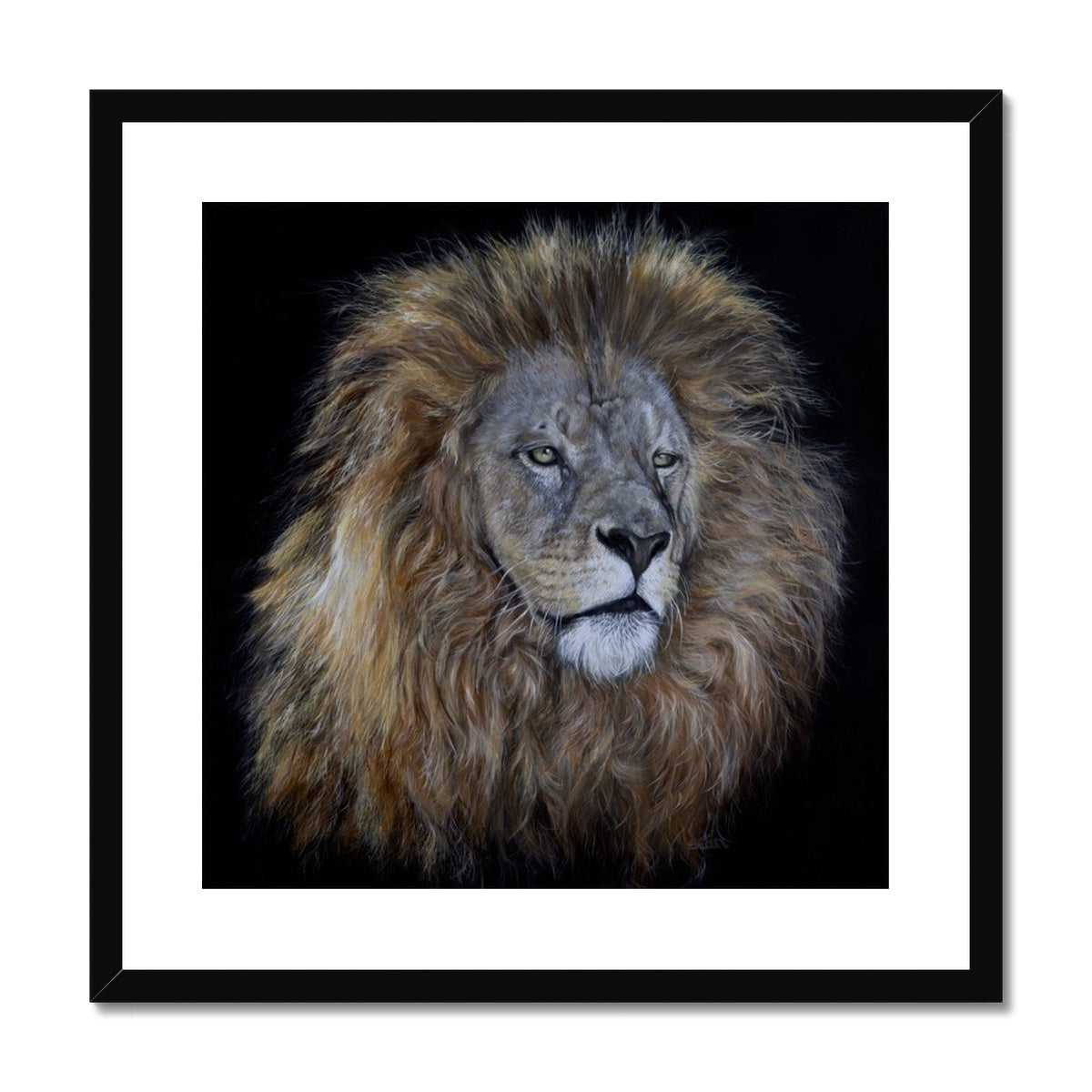 African Lion Framed & Mounted Print