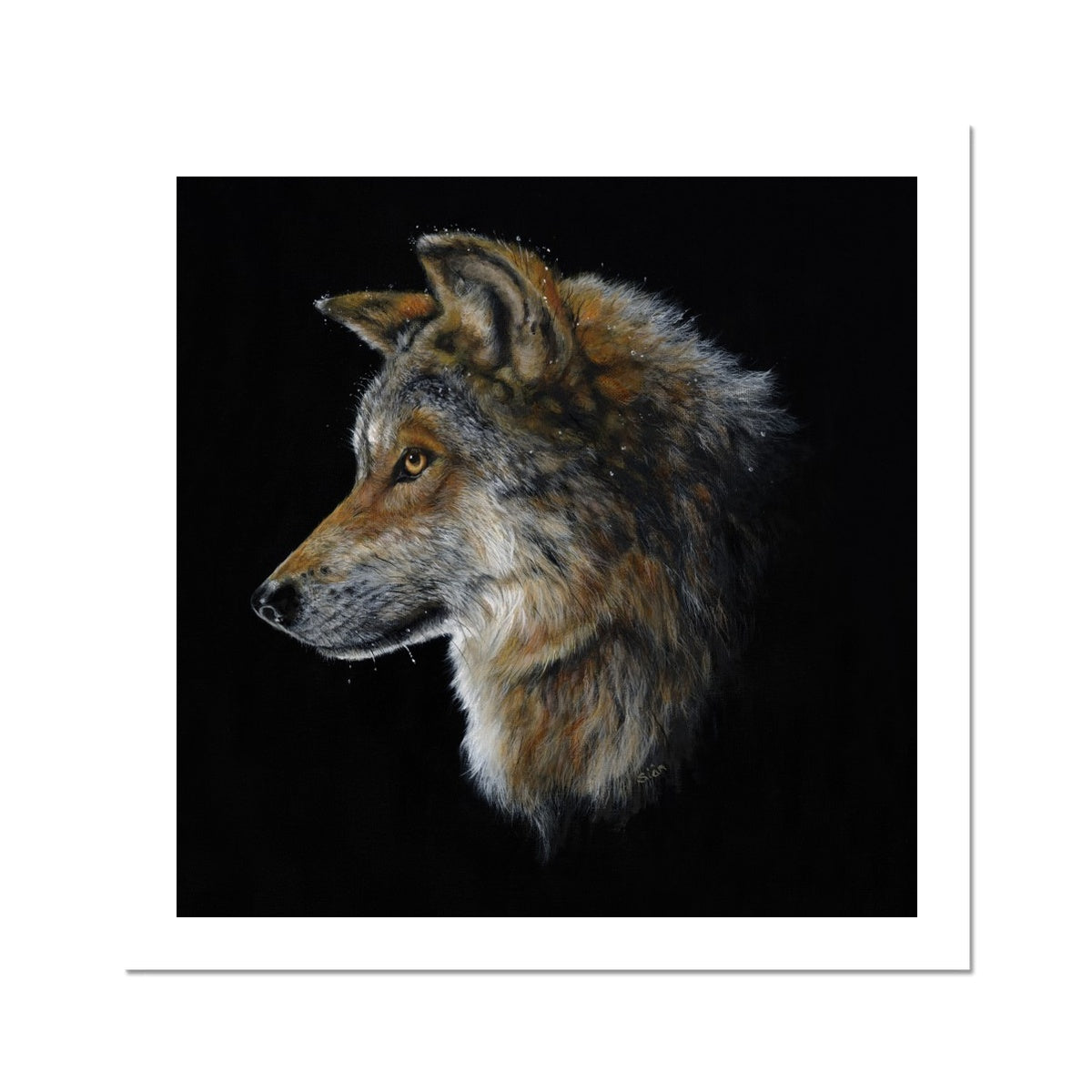 Snow Wolf Fine Art Print