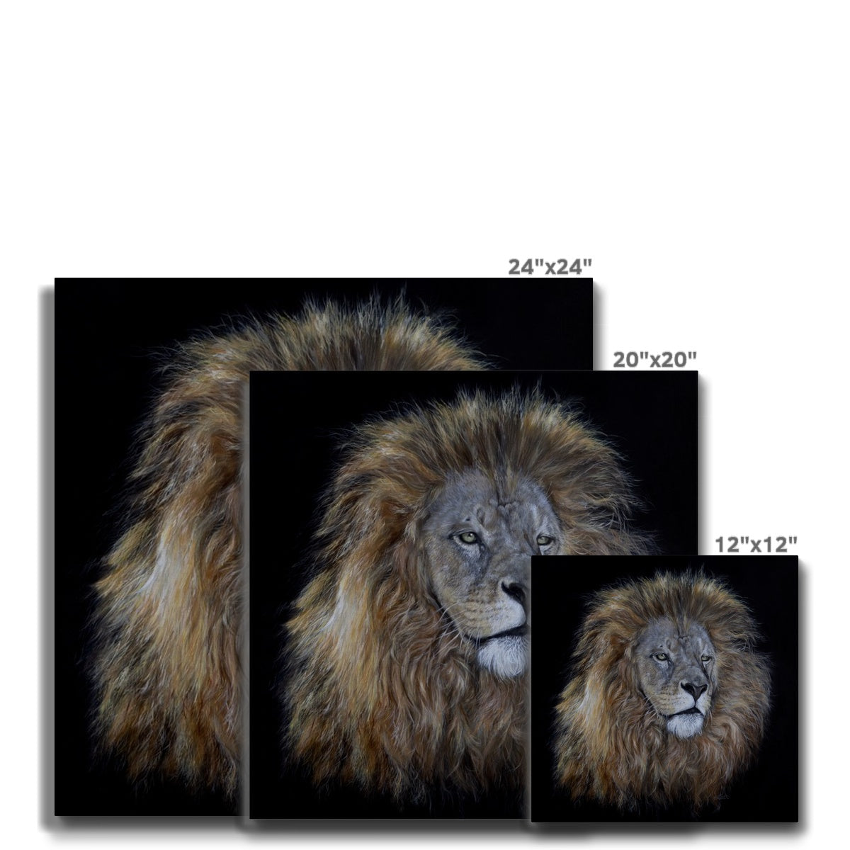 African Lion Canvas