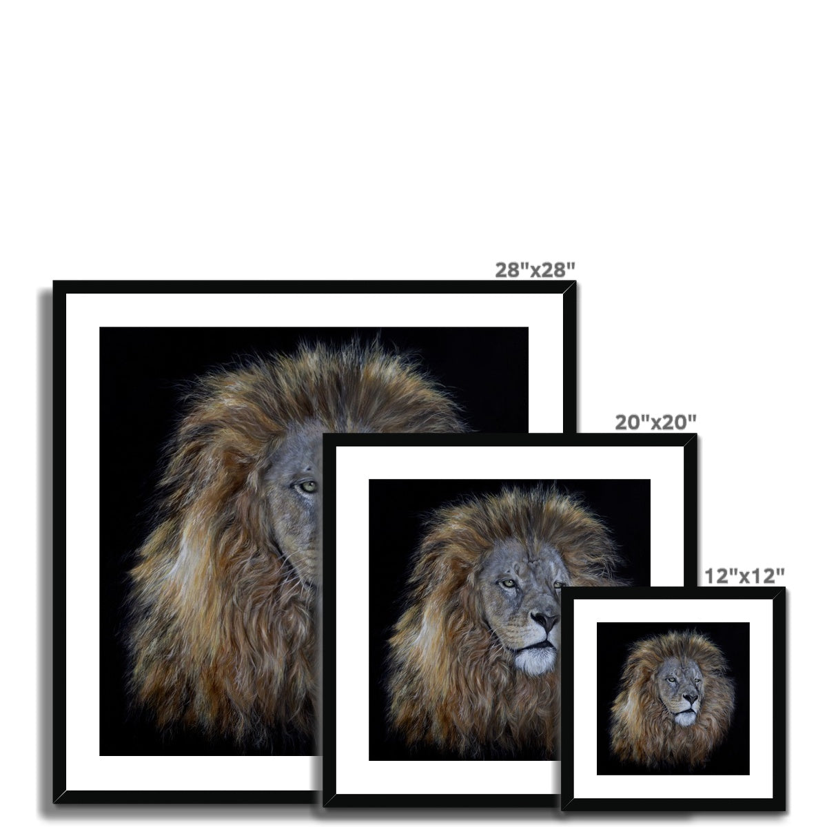 African Lion Framed & Mounted Print