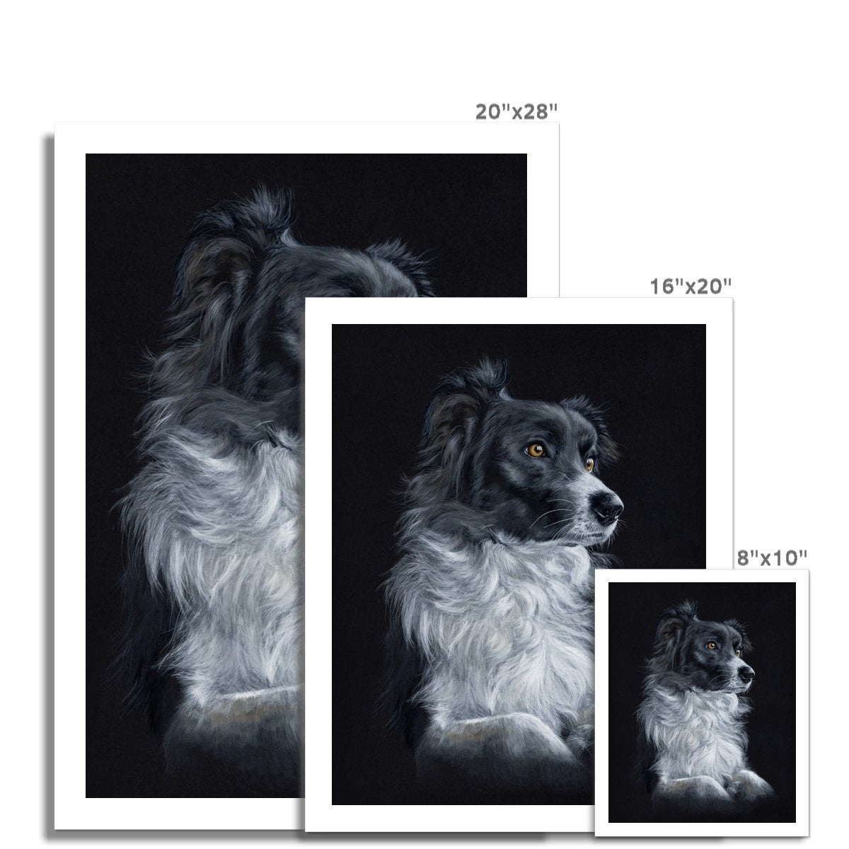 Collie Fine Art Print