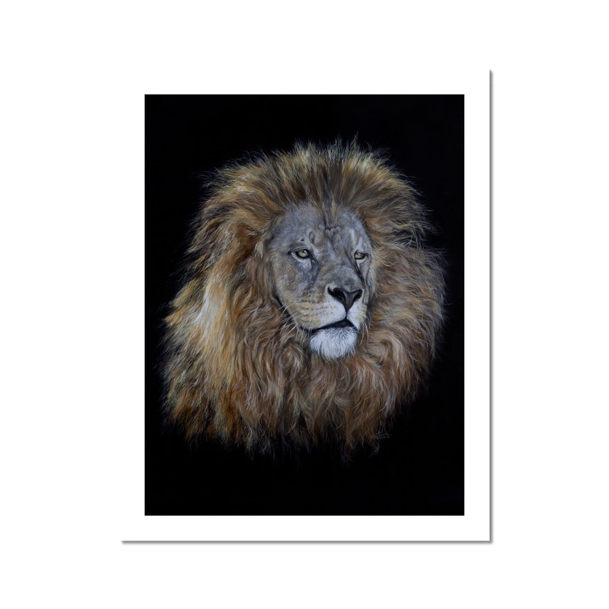 African Lion Fine Art Print