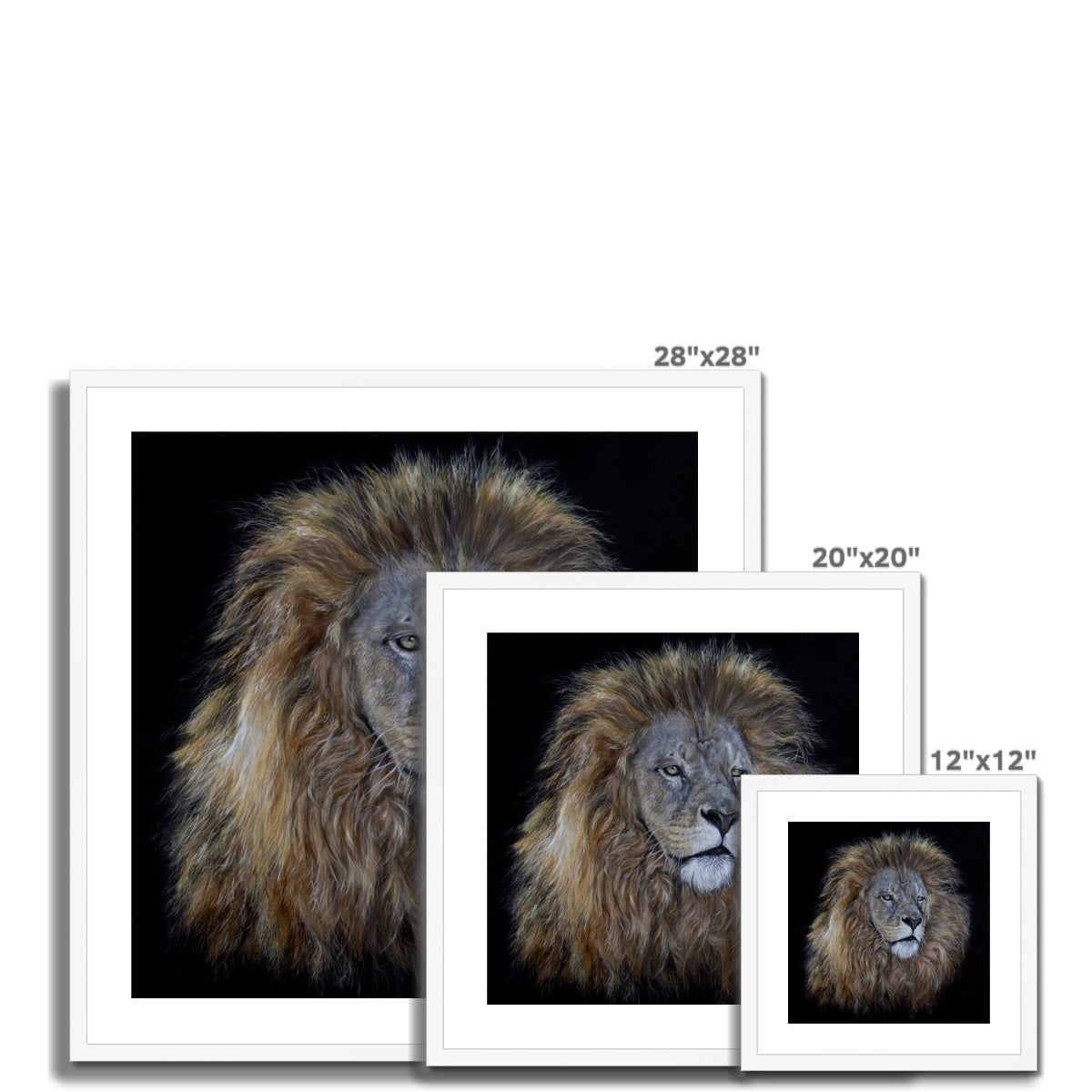African Lion Framed & Mounted Print