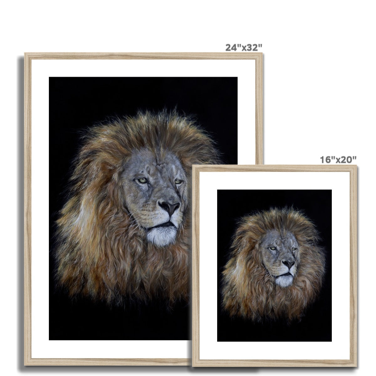 African Lion Framed & Mounted Print