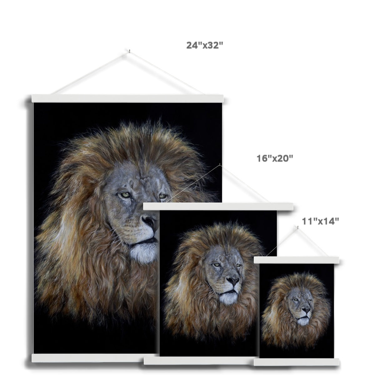 African Lion Fine Art Print with Hanger