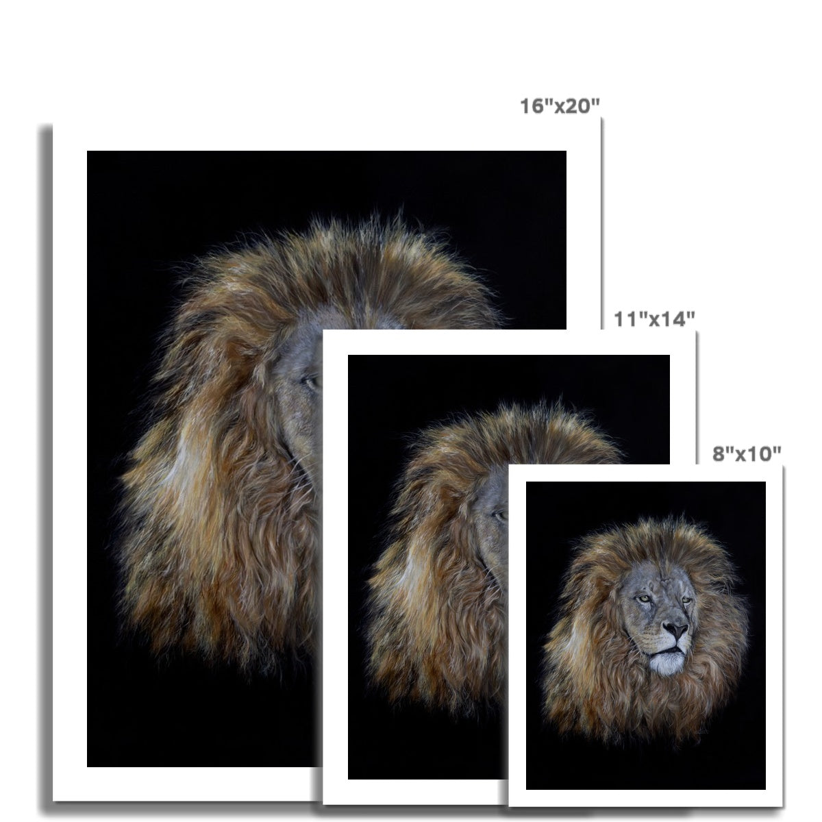 African Lion Fine Art Print