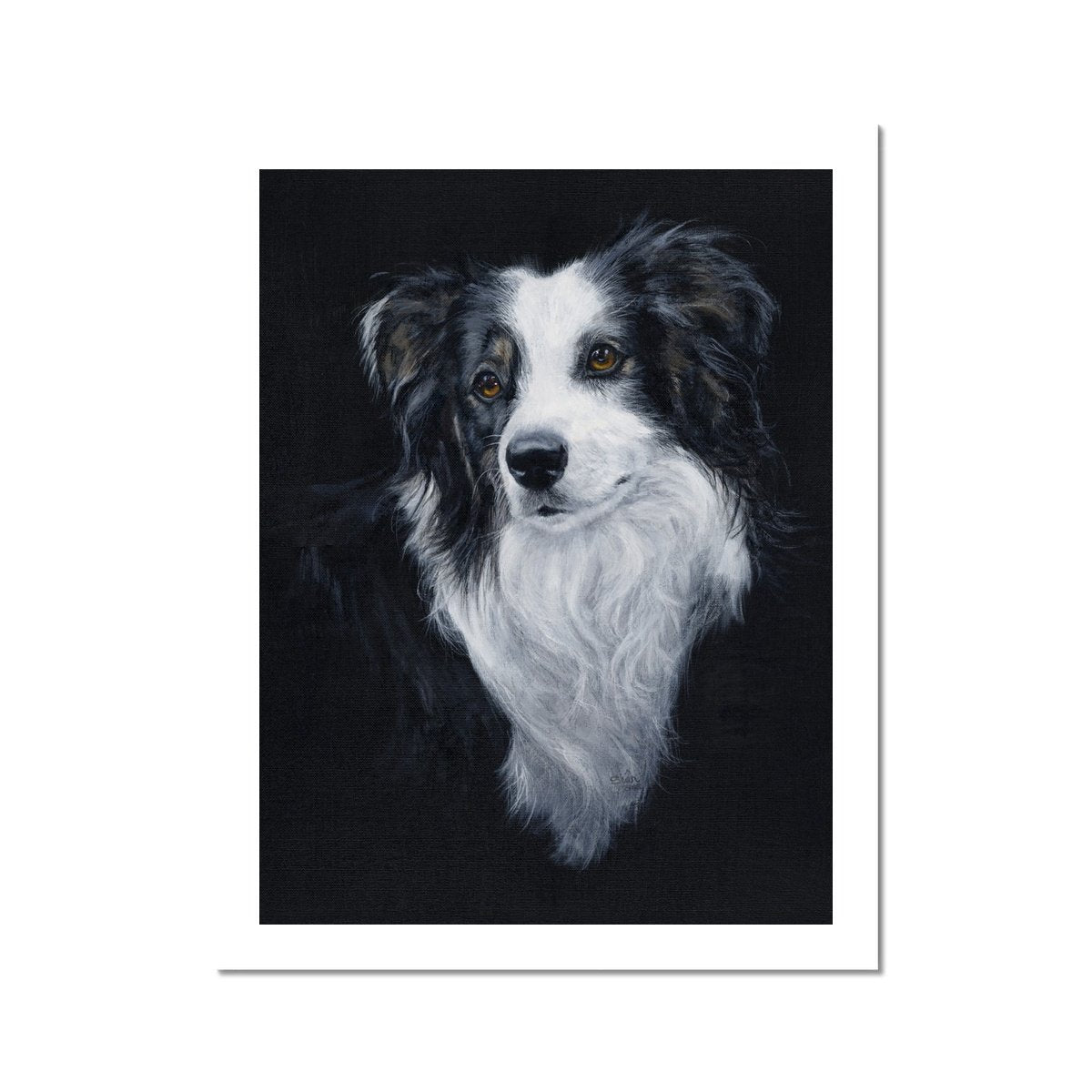Collie Dog Fine Art Print