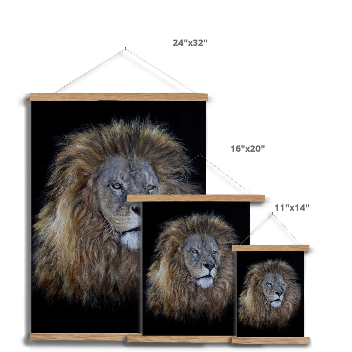 African Lion Fine Art Print with Hanger