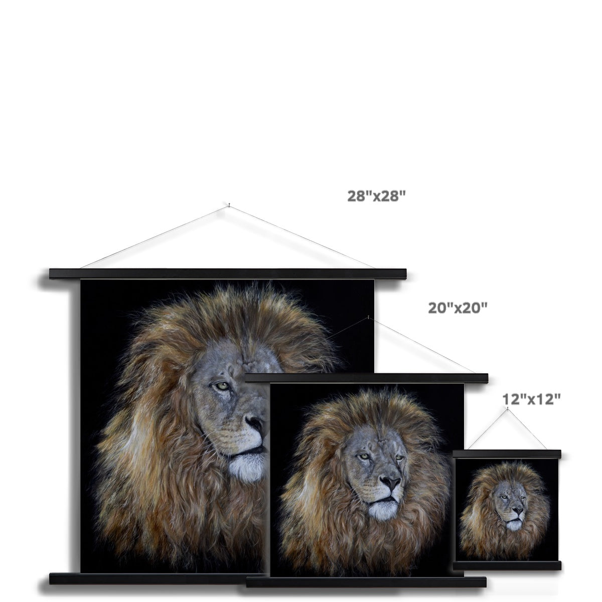 African Lion Fine Art Print with Hanger