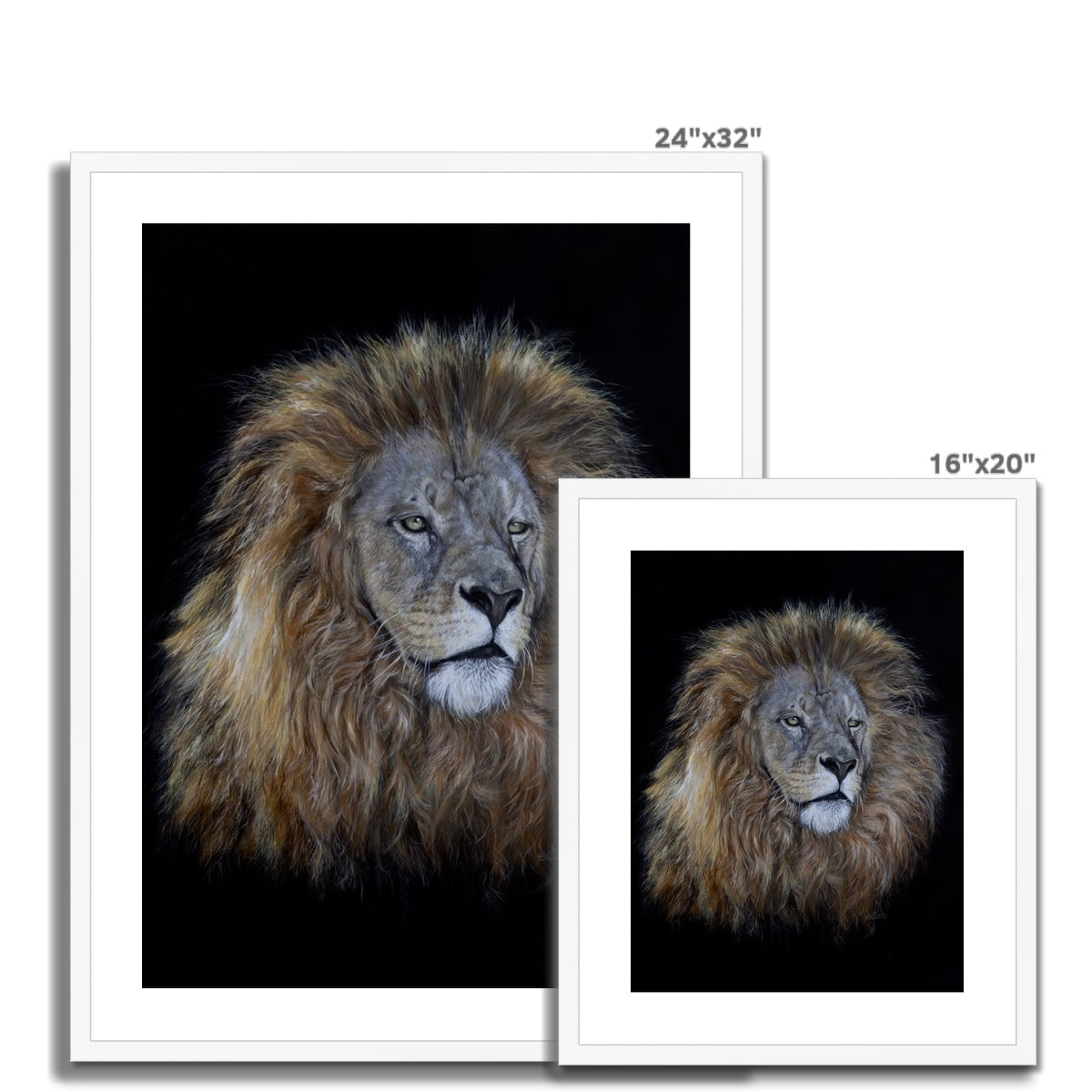 African Lion Framed & Mounted Print