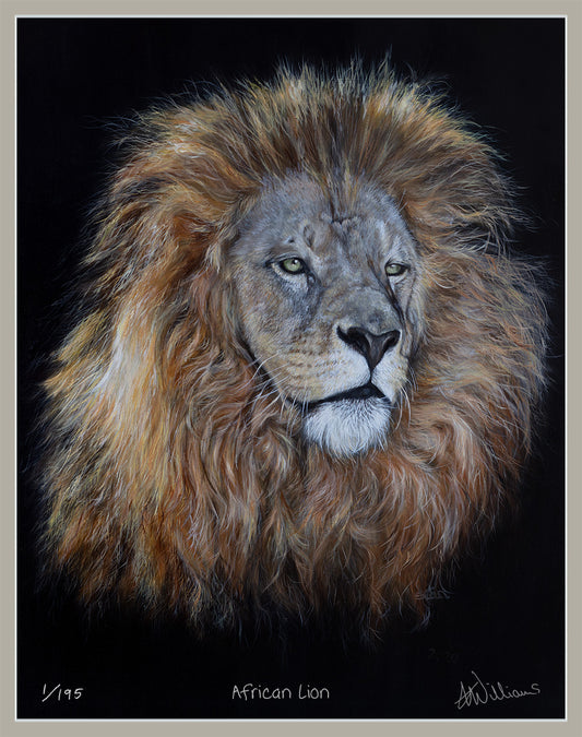 African Lion - limited edition
