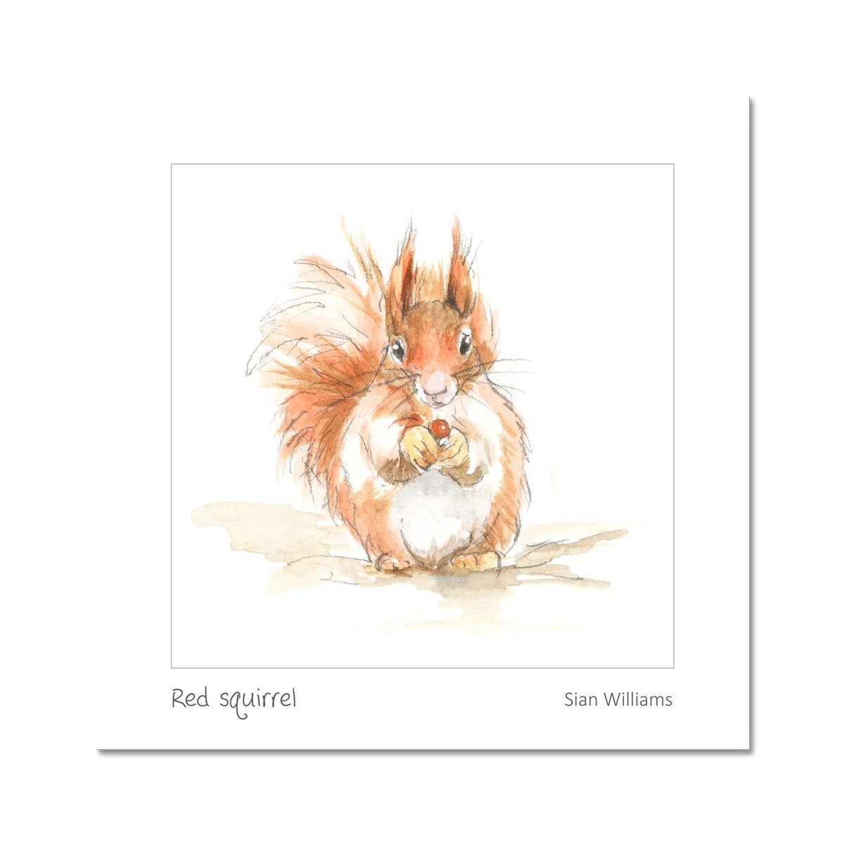 'Red squirrel' Fine Art Print