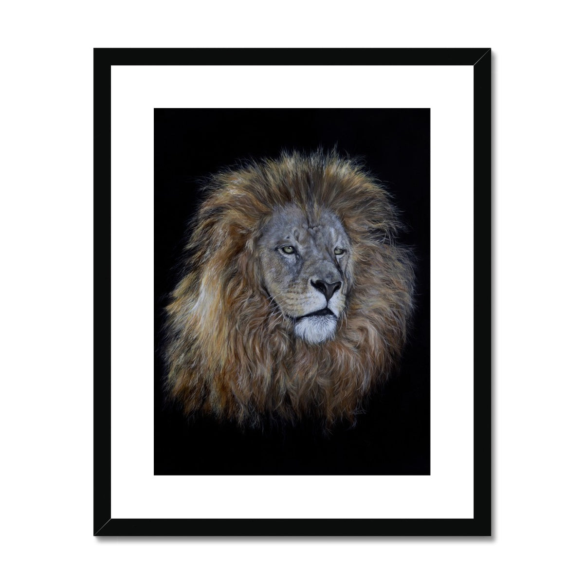 African Lion Framed & Mounted Print