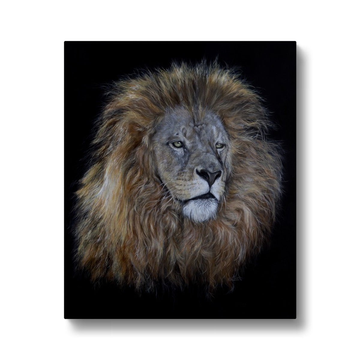 African Lion Canvas
