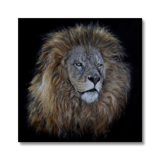 African Lion Canvas